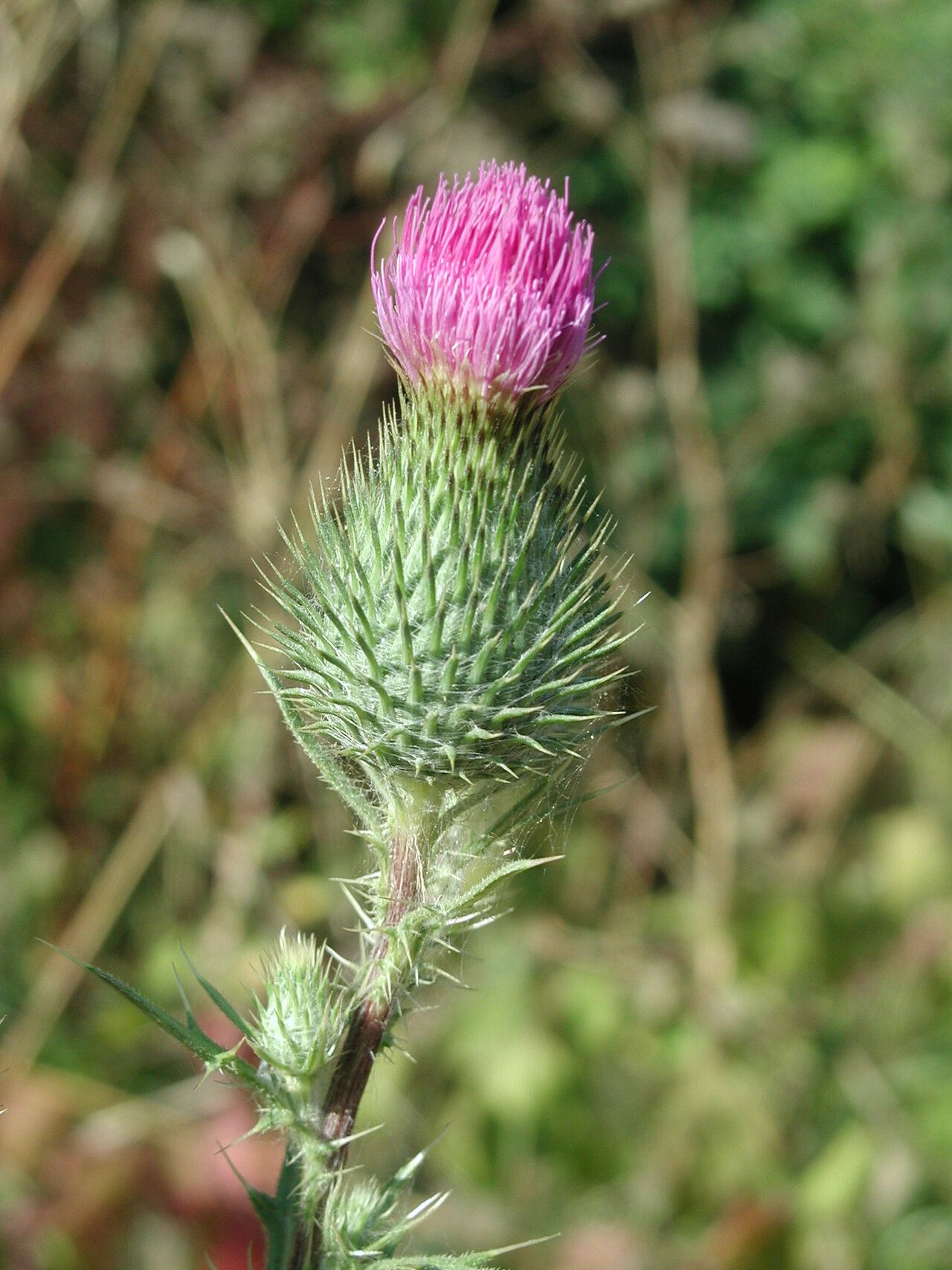 Cirsium bulgaricum — search result for 'Cirsium'