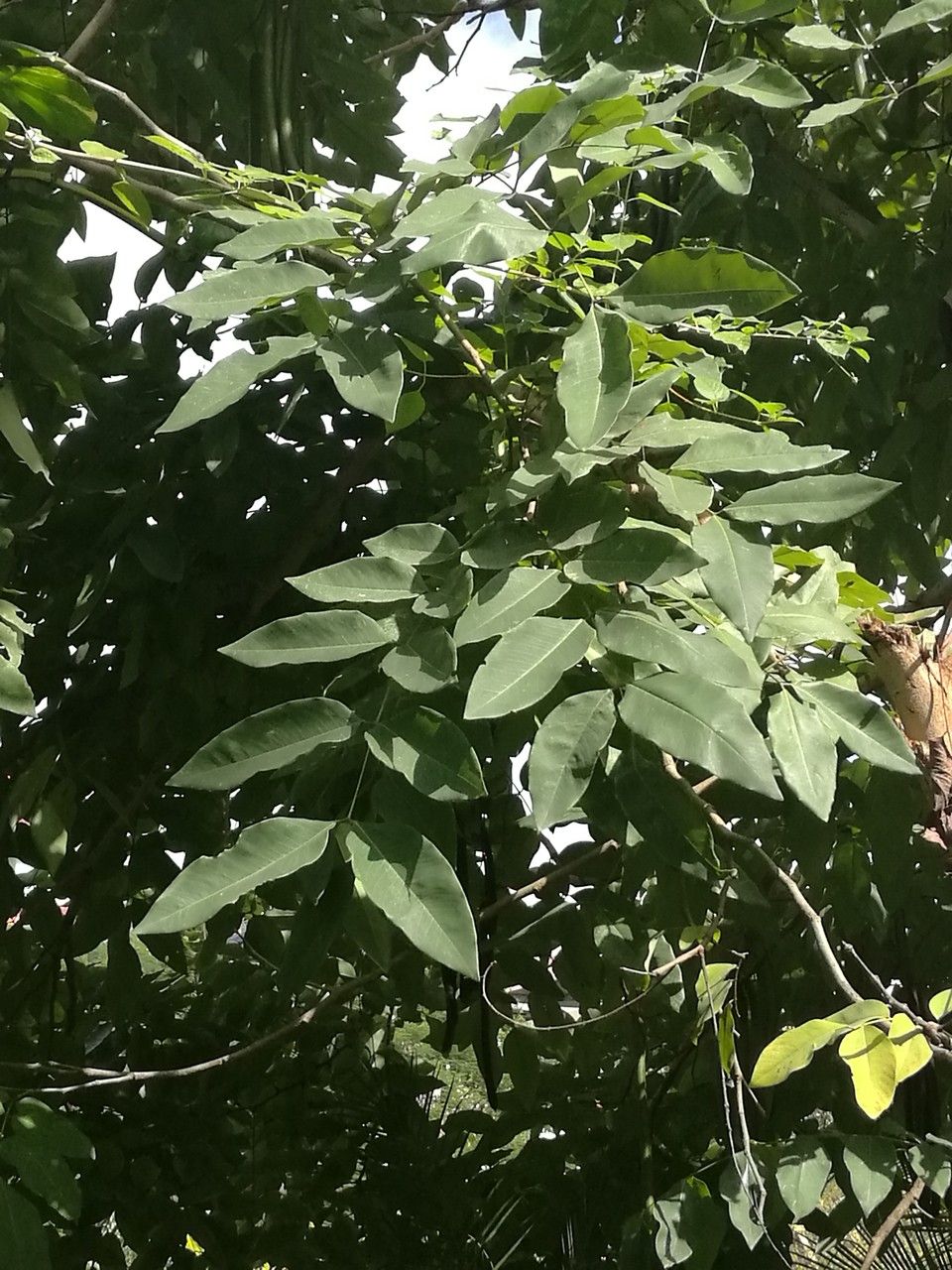 Ekebergia capensis leaf