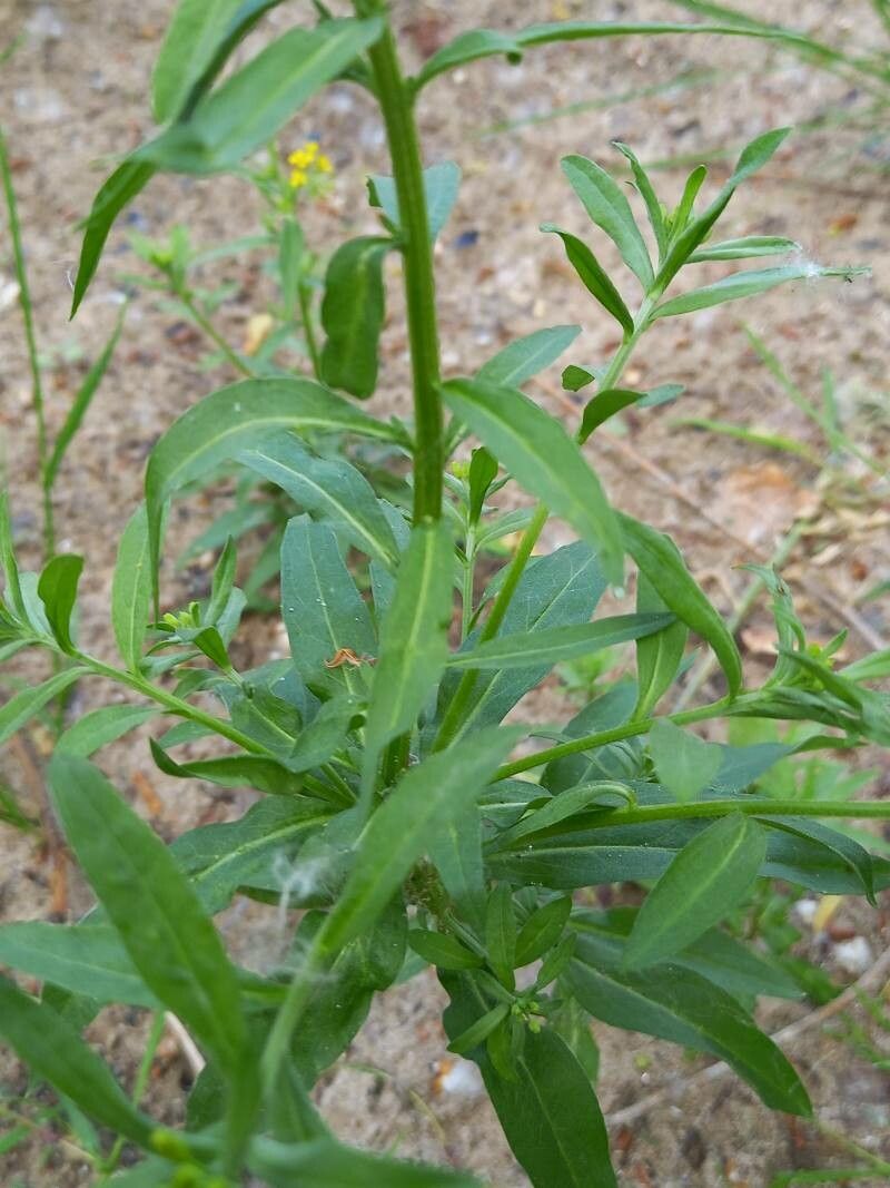 Erysimum cheiranthoides leaf
