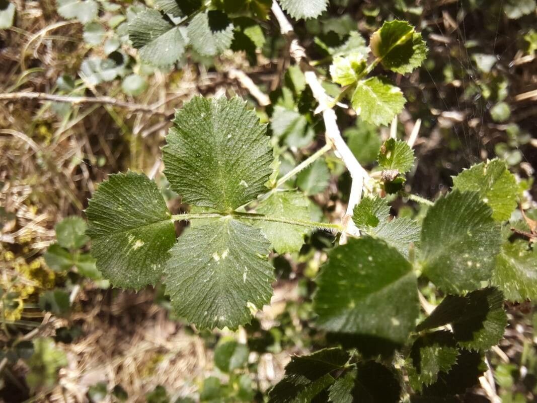 Ononis aragonensis leaf