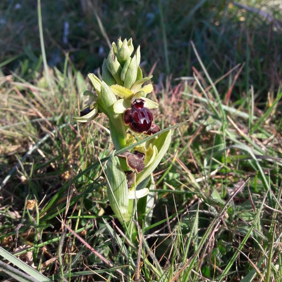Ophrys exaltata bark