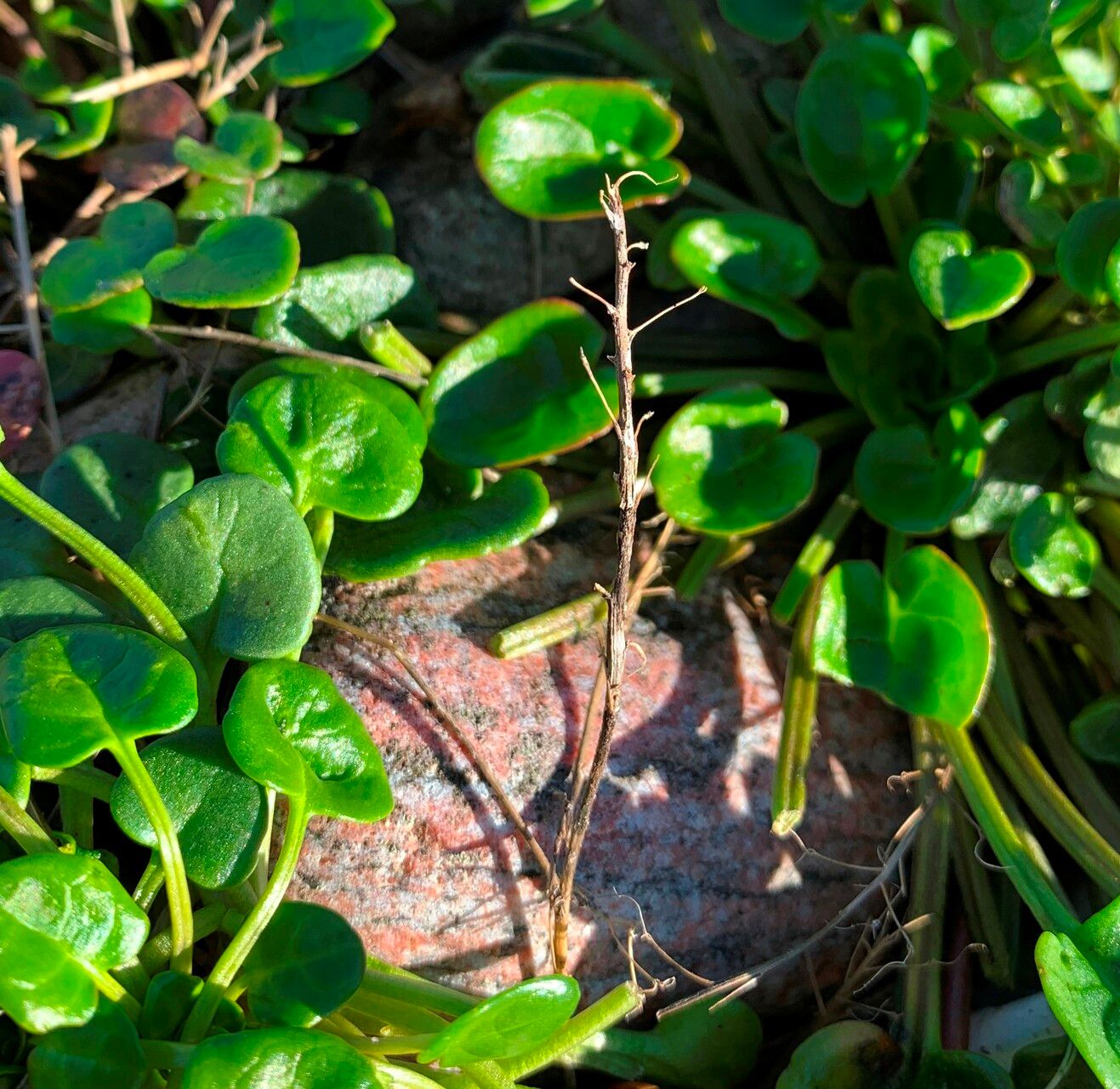 Cochlearia officinalis fruit