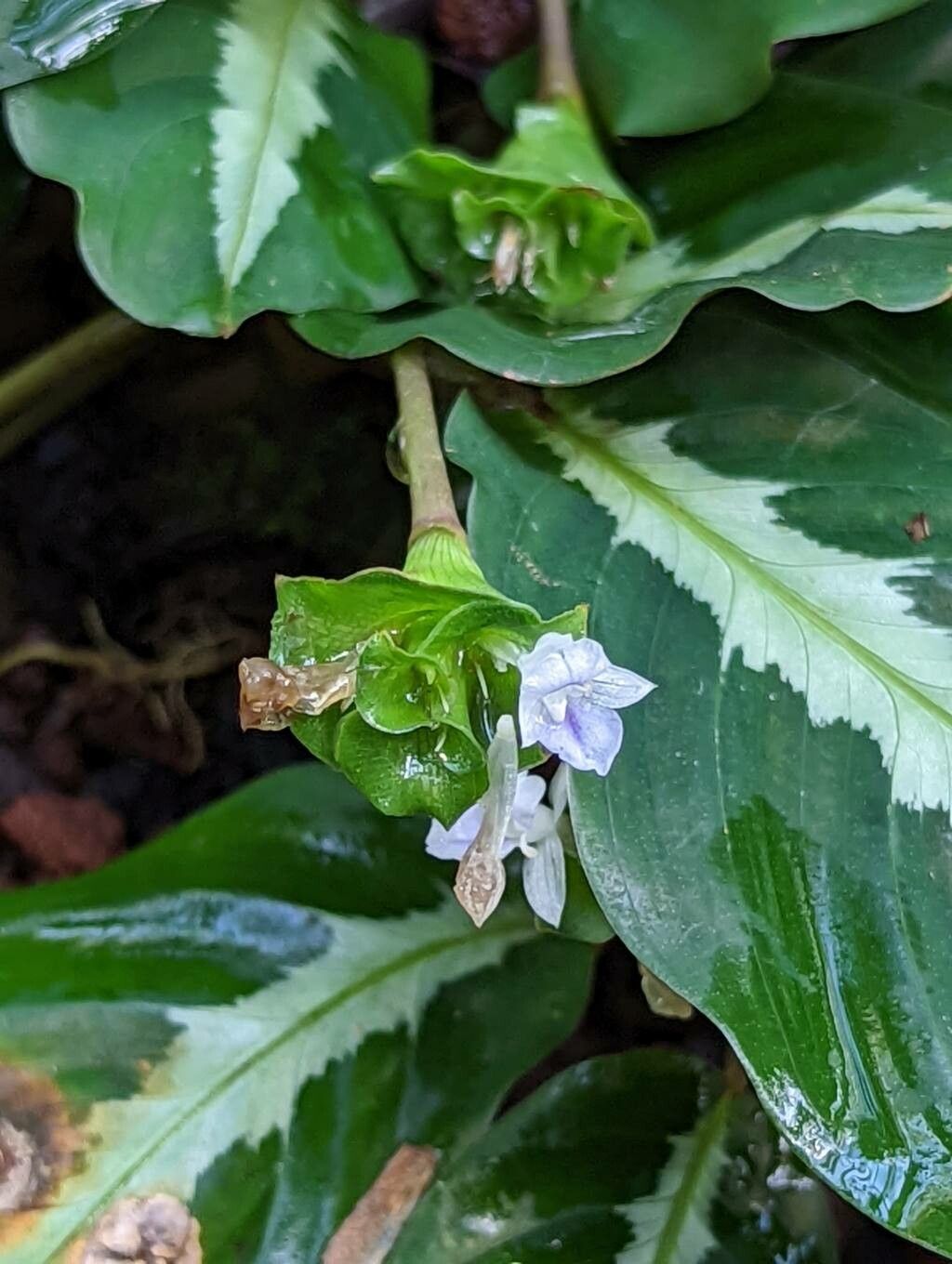 Calathea louisae flower