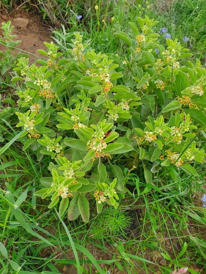 Cynanchum revoilii other