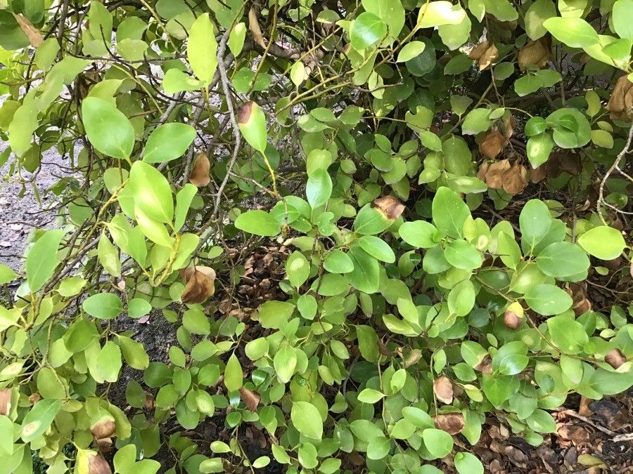 Griselinia littoralis