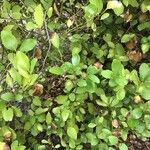 Griselinia littoralis