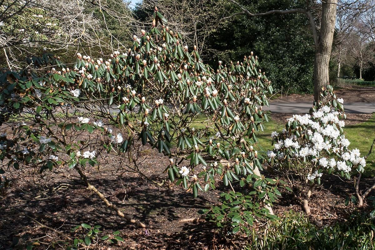 Rhododendron anwheiense habit