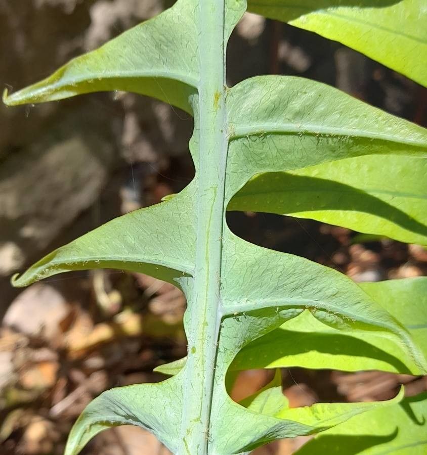 Phlebodium pseudoaureum leaf