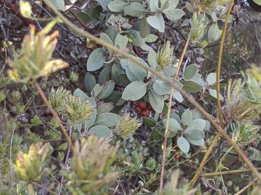 Arctostaphylos canescens fruit