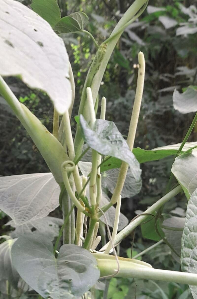 Piper peltatum flower