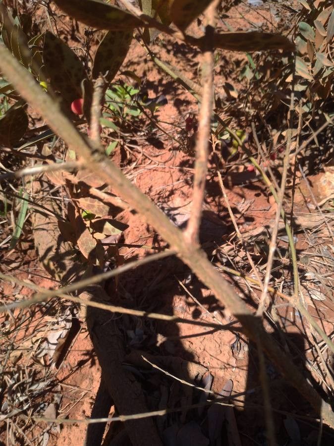 Eugenia punicifolia bark