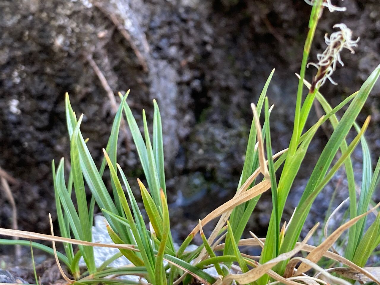 Carex sempervirens leaf
