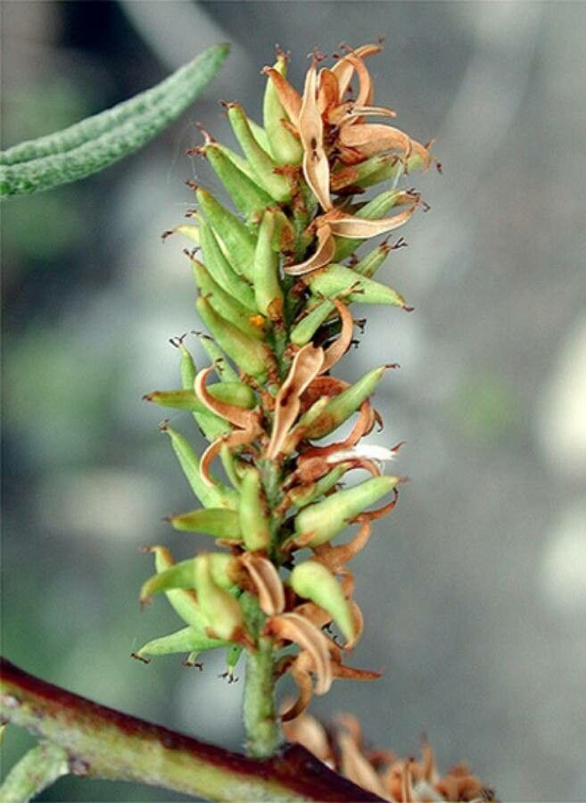 Salix eleagnos fruit