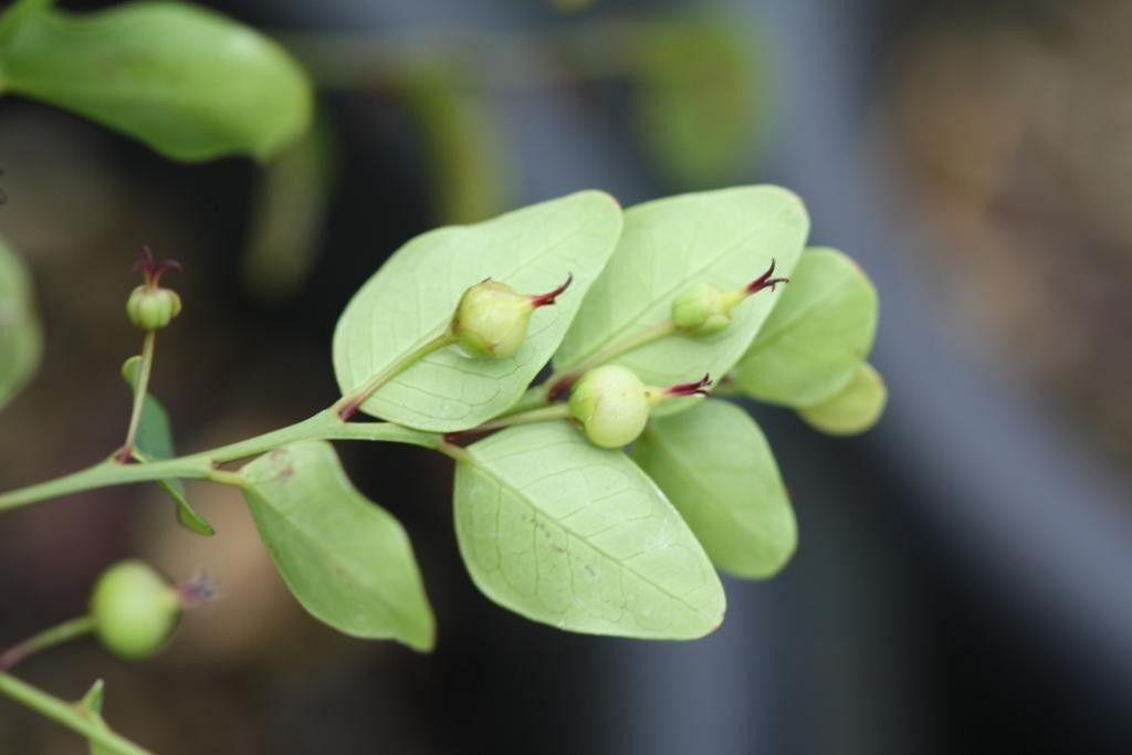 Phyllanthus natoensis — houseplant care guide