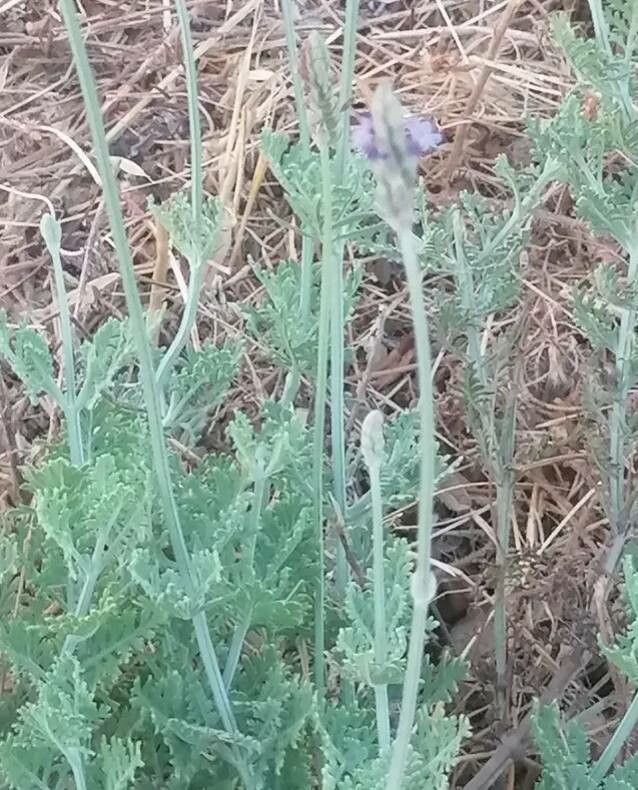 Lavandula pinnata flower