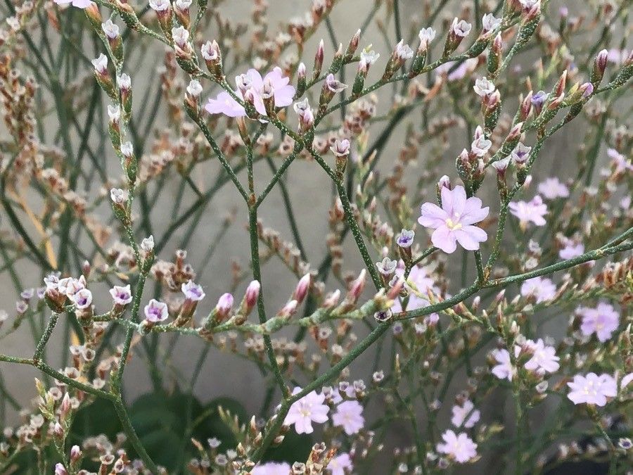 Limonium delicatulum flower