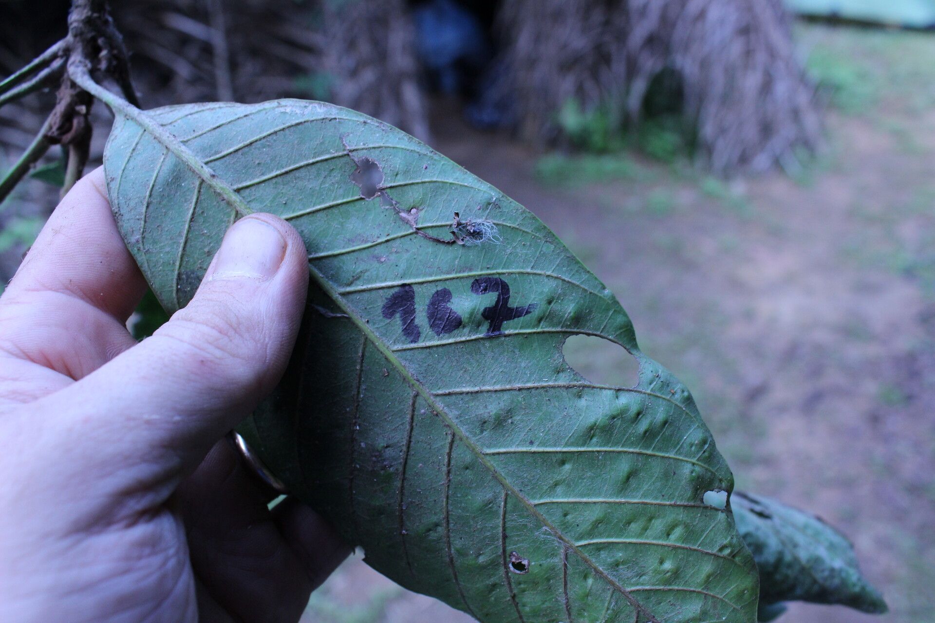 Synsepalum bequaertii — related species from the same genus
