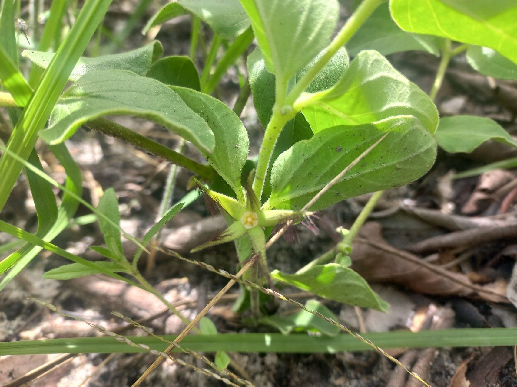 Ceropegia tavalla flower