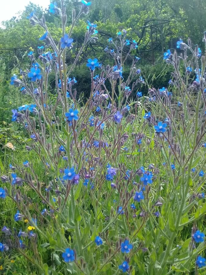 Anchusa azurea fruit