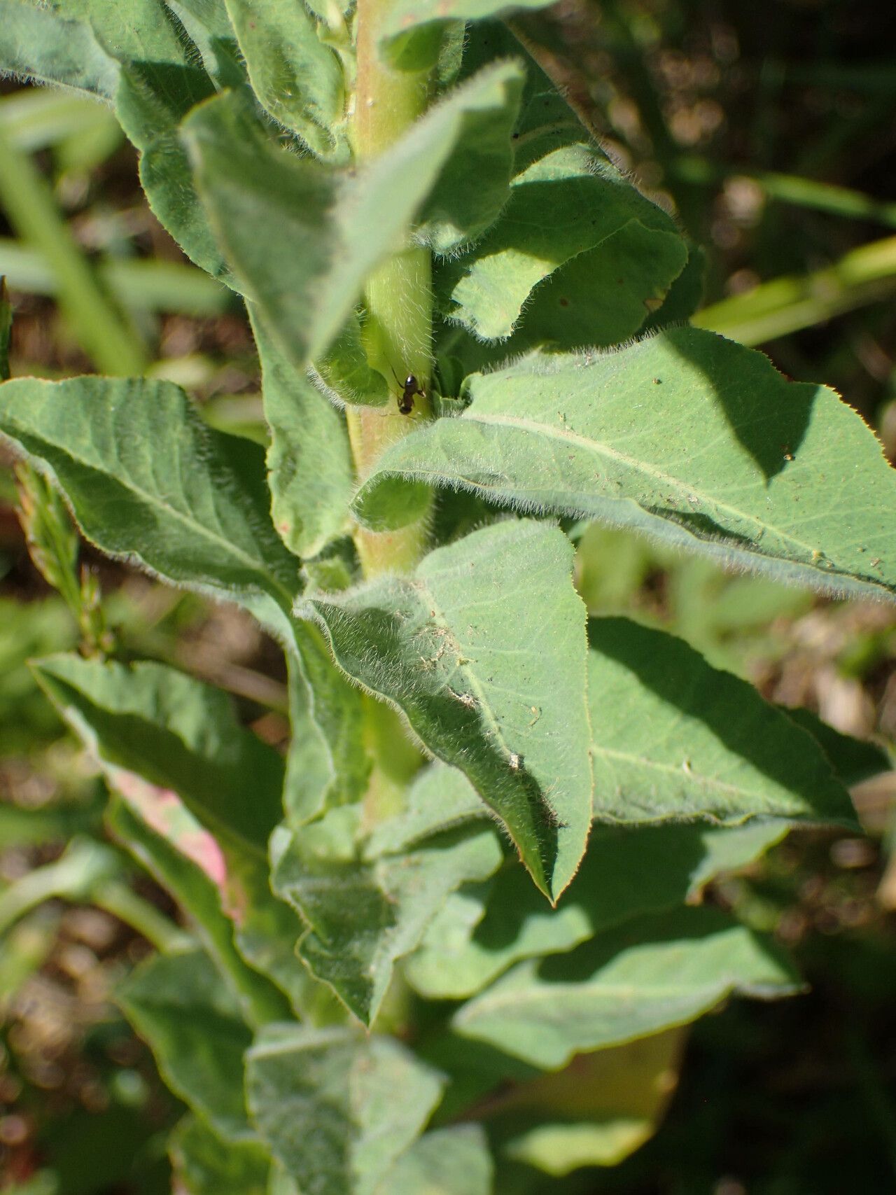 Euphorbia hirsuta leaf
