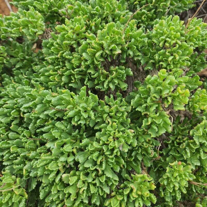 Primula suffrutescens — search result for 'Primula'