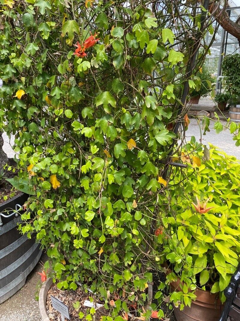 Passiflora aurantia habit