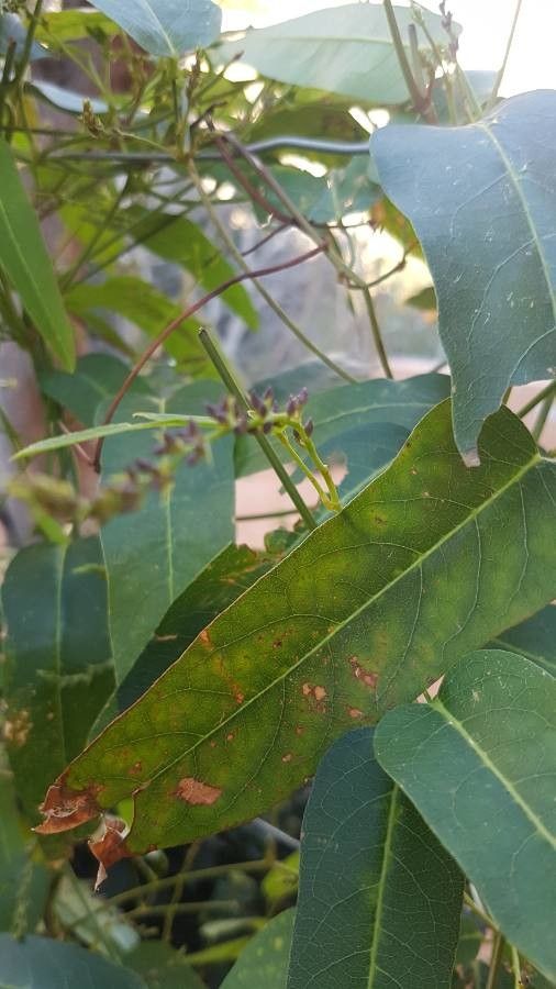 Hardenbergia violacea fruit