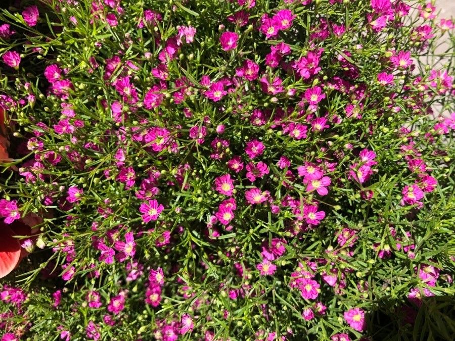 Gypsophila muralis flower