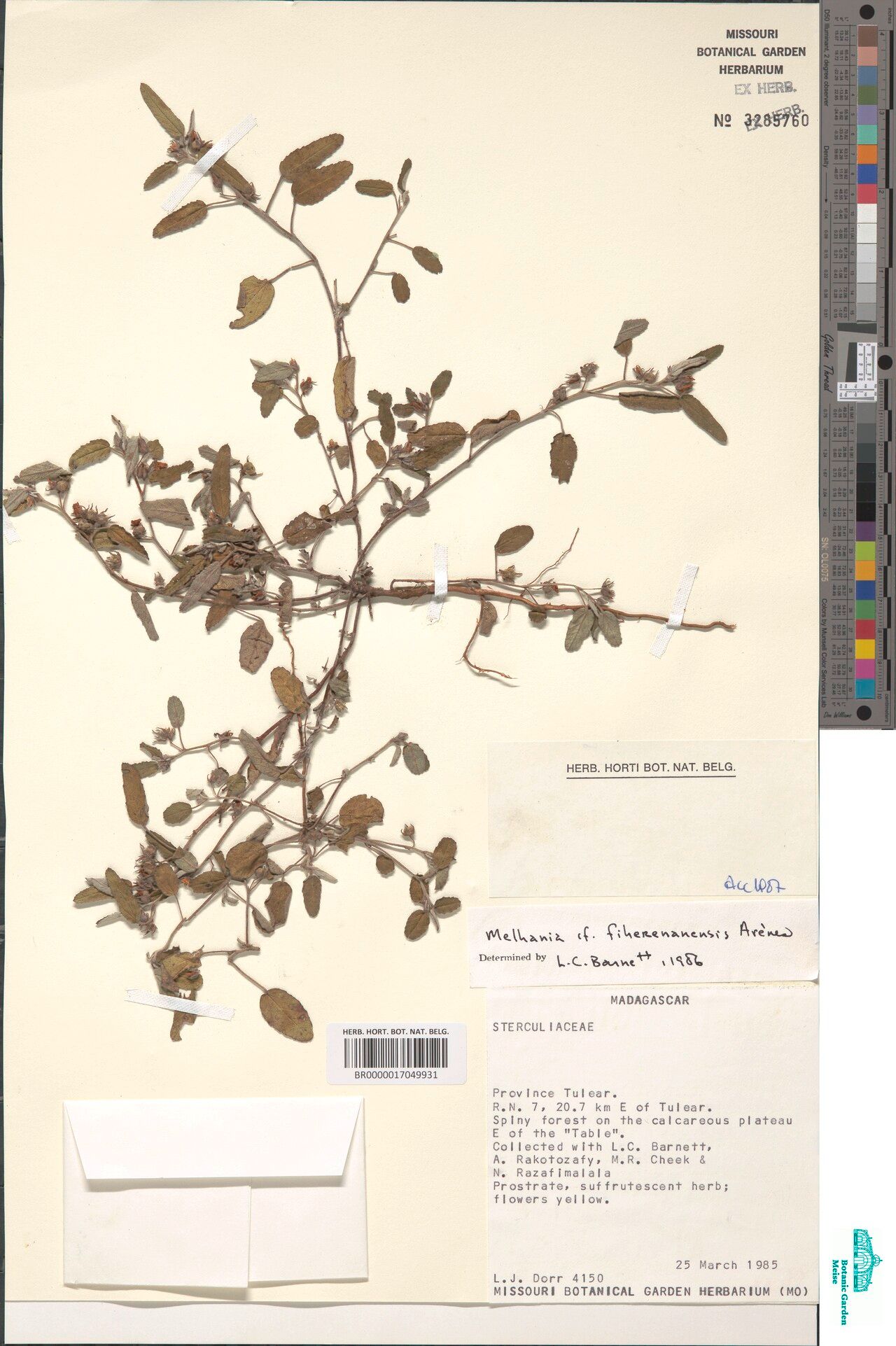 Melhania fiherenanensis — houseplant care guide