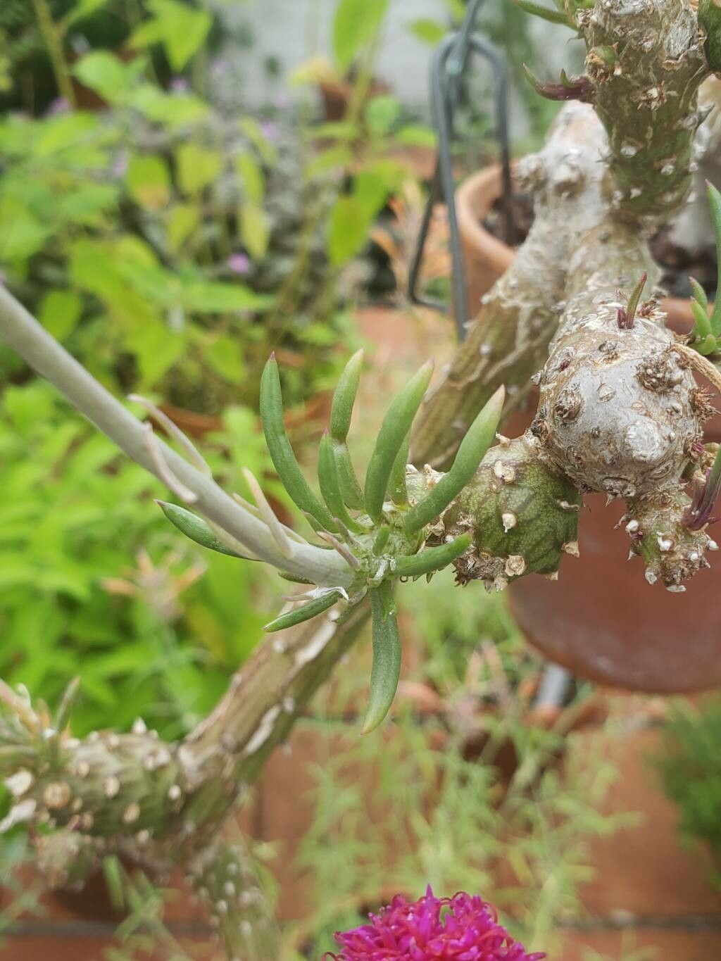 Kleinia leptophylla — search result for 'Kleinia'