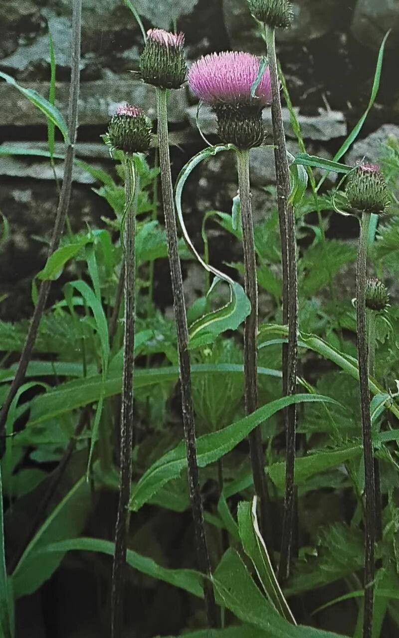 Cirsium helenioides — search result for 'Finland'