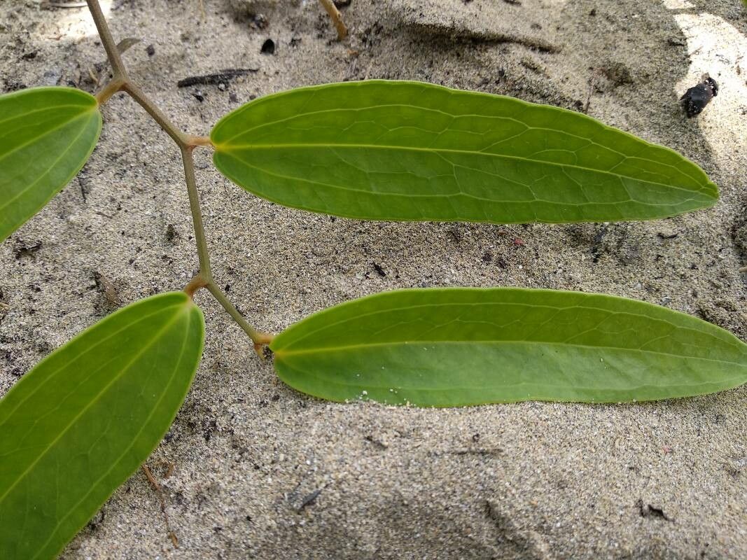 Smilax campestris leaf