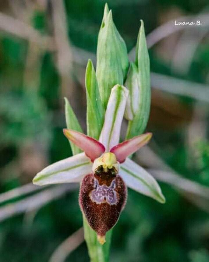 Ophrys saratoi flower
