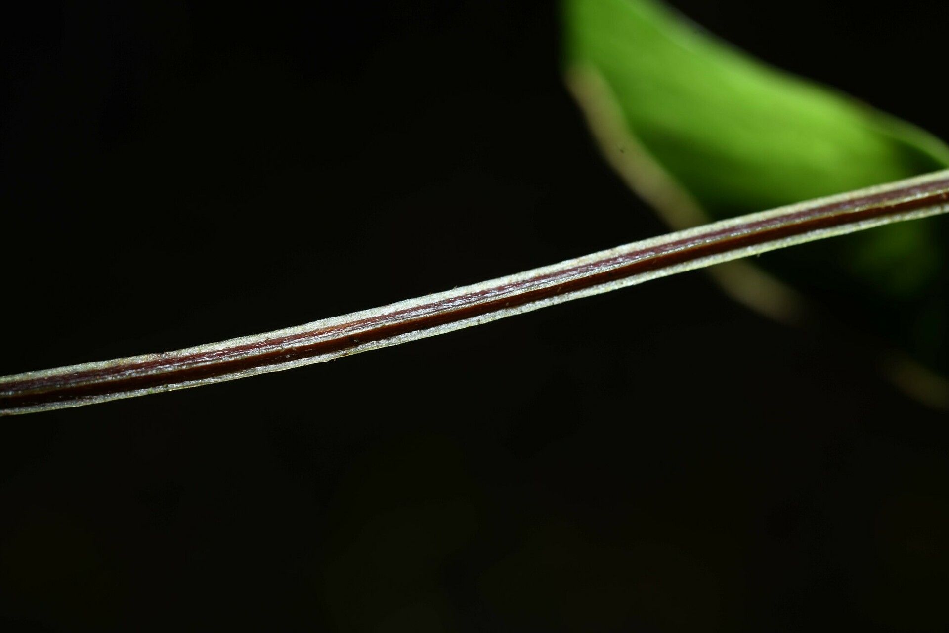 Lindsaea falcata bark