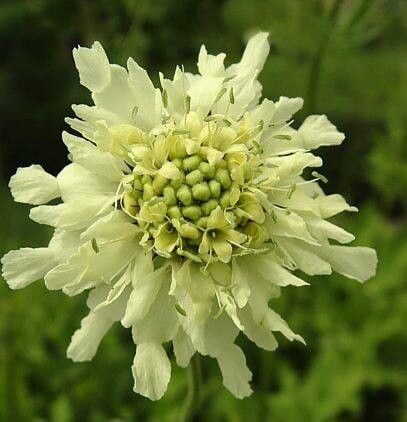 Knautia tatarica — search result for 'Knautia'