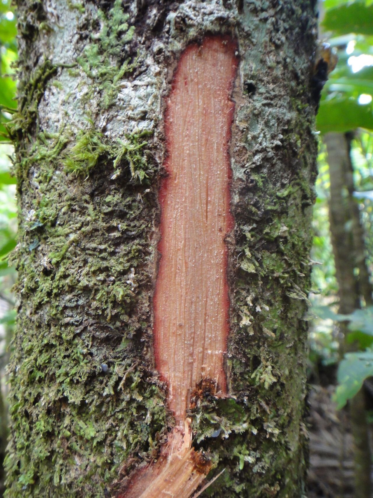 Basselinia glabrata bark