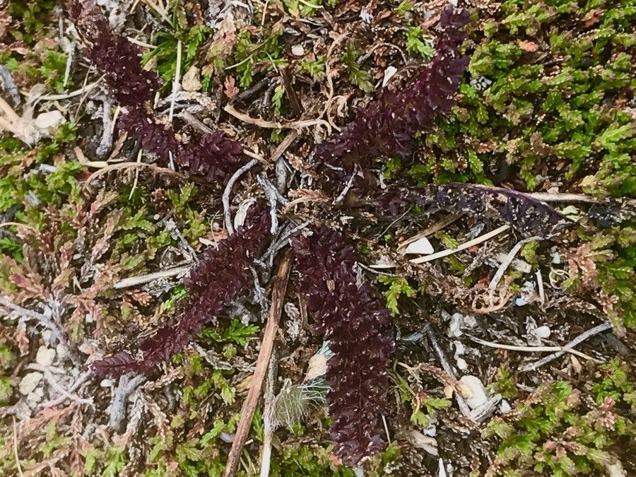 Pedicularis pyrenaica leaf