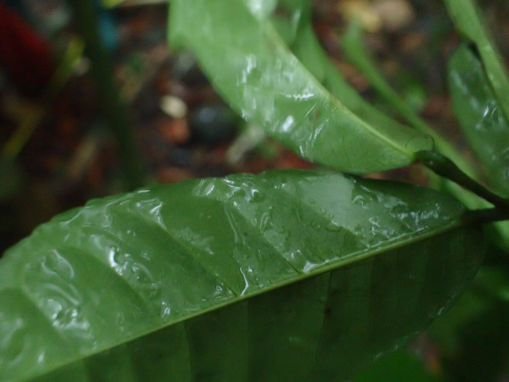 Rinorea chevalieri — houseplant care guide