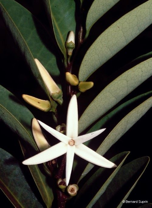 Xylopia pancheri — houseplant care guide