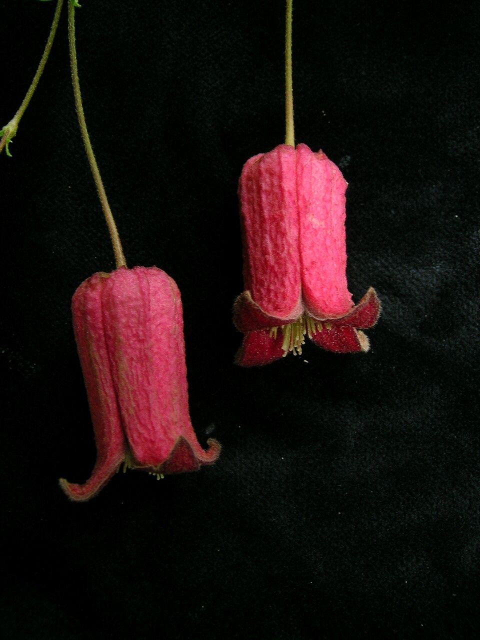 Clematis alternata — related species from the same genus