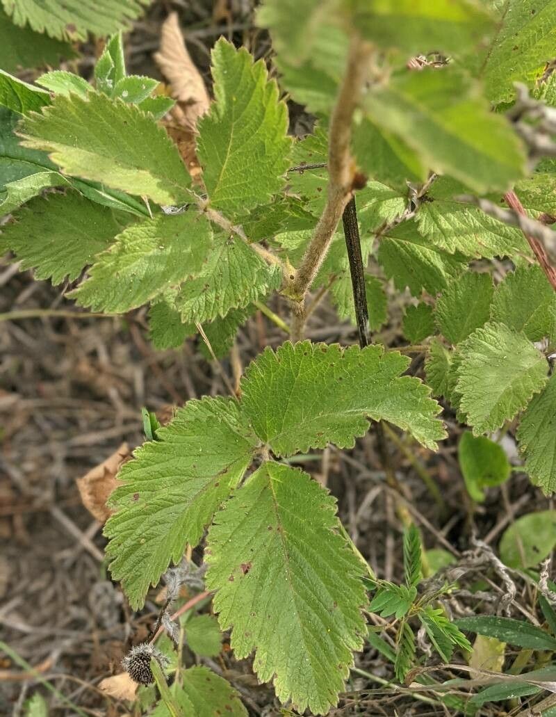 Drymocallis arguta — search result for 'Potentilla'