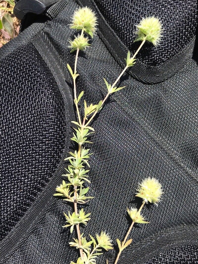 Thymus marschallianus — houseplant care guide