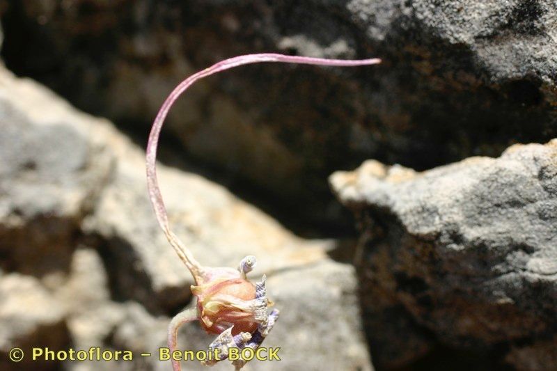 Viola cazorlensis other