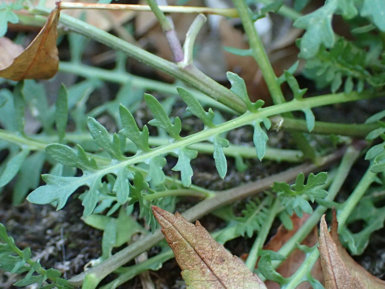 Sisymbrella aspera leaf