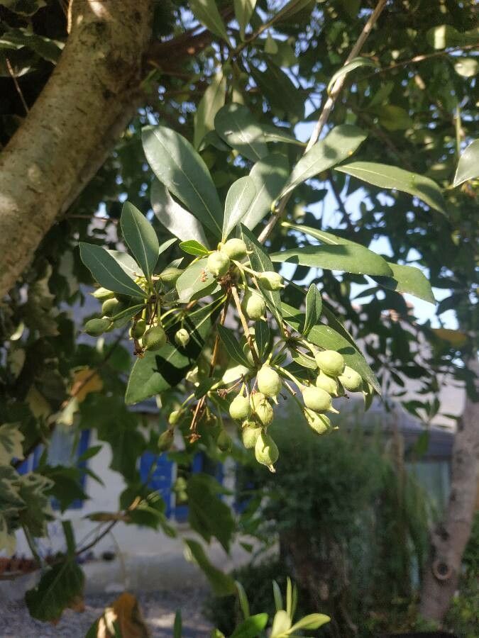 Pittosporum truncatum fruit