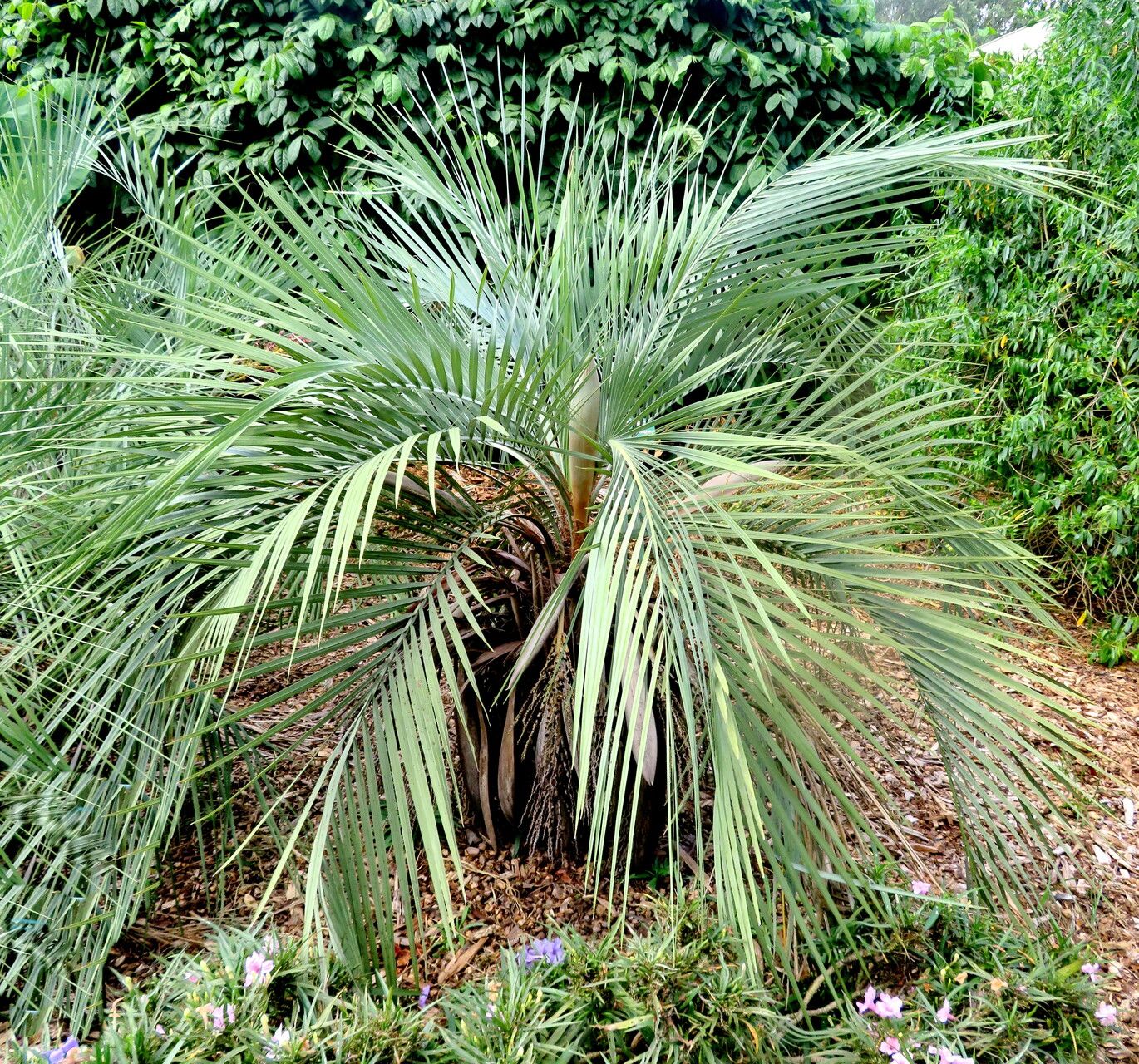 Butia lepidotispatha — search result for 'Butia'