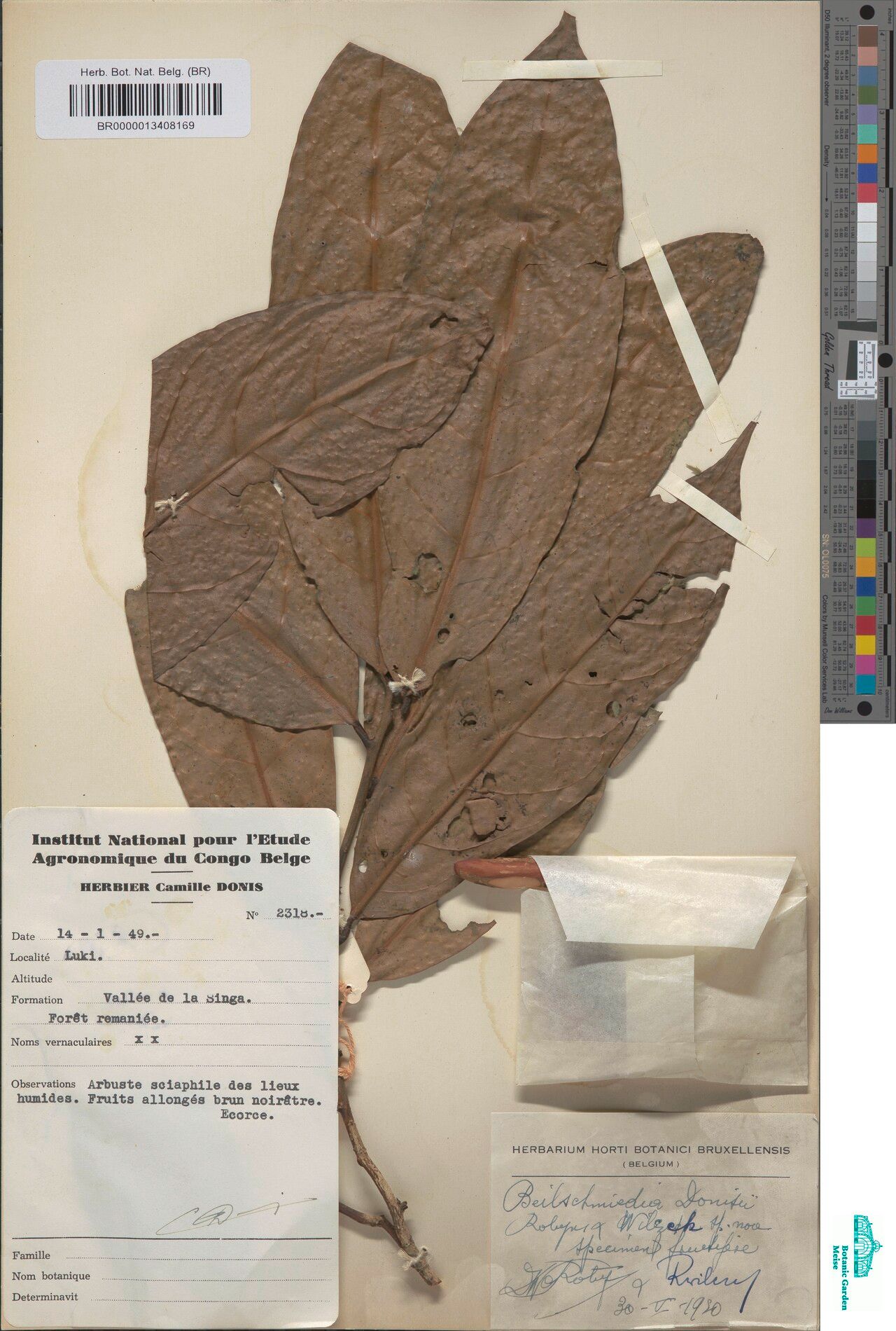 Beilschmiedia donisii — houseplant care guide