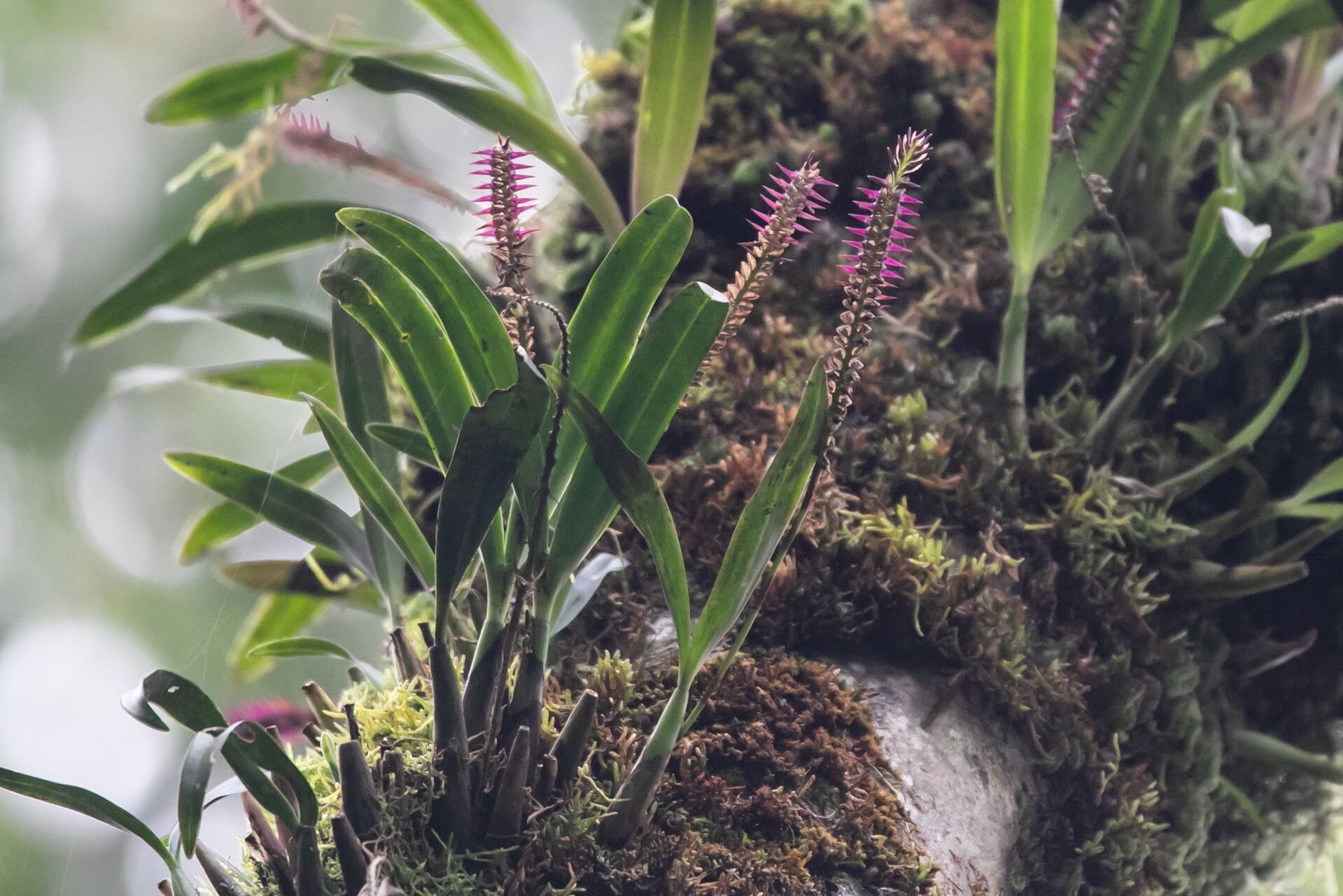 Bulbophyllum vulcanicum — houseplant care guide