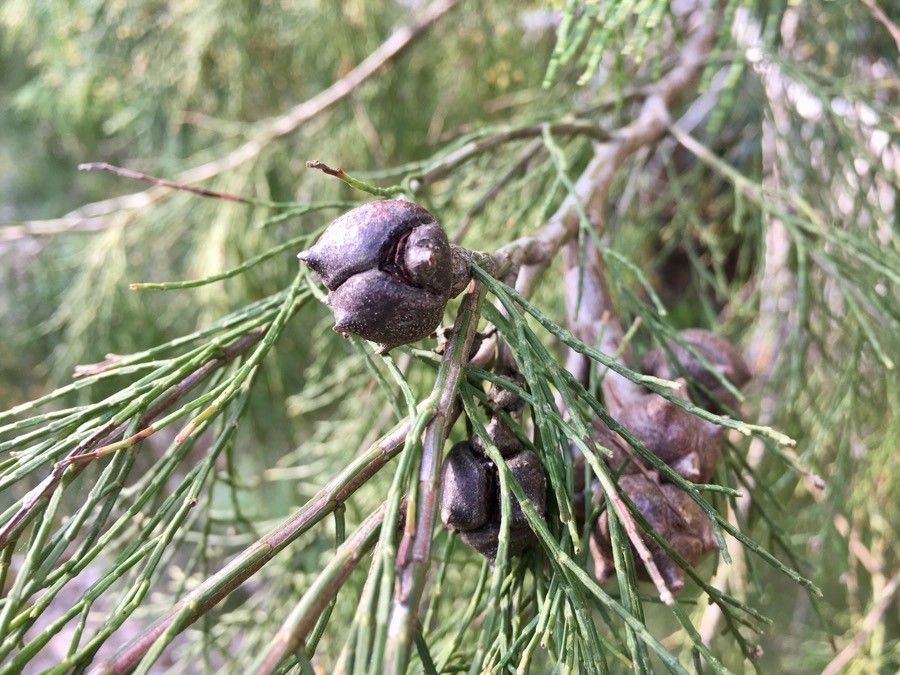 Callitris roei fruit