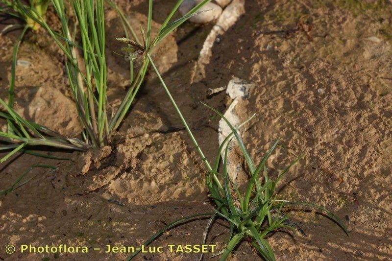 Cyperus flavidus habit